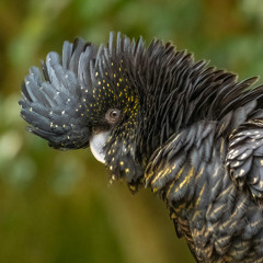 Falanga