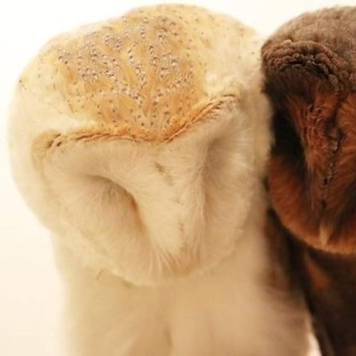 Star! - Repercussions (zeke) [perfectdarkzero exclusive + 8BIT]