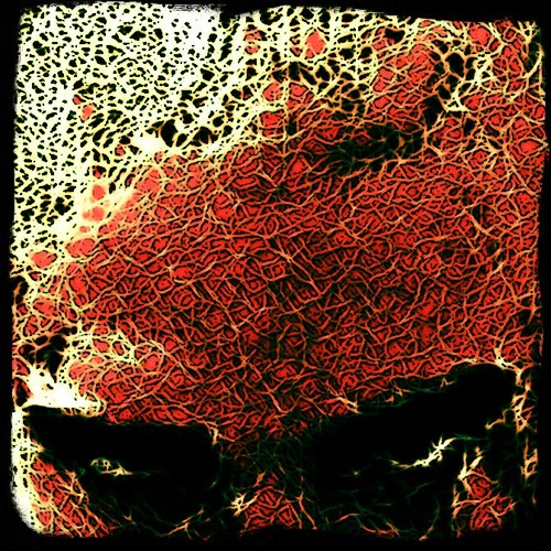 Nocihtosirhc