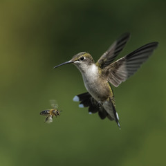 birds and the bees w/ rue (2022)