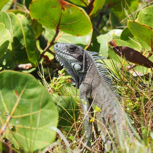 Mix#1 Tropical Tech&House for Playloud