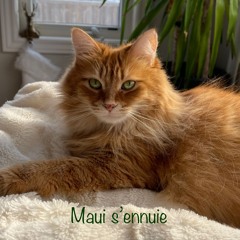 Maui s'ennuie