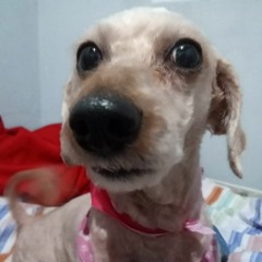 Los Bobos - La Cancion Del Señor Almendra