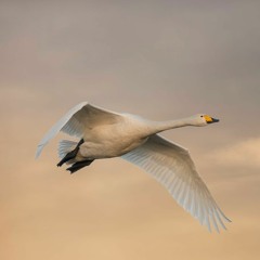 Whooper Swan calls, United Kingdom, 1960s