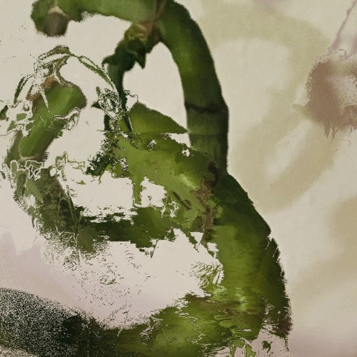 moss & lichen