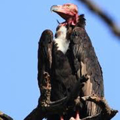 Vulture Mode