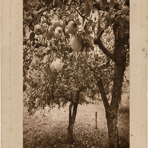 Apple Tree Swing