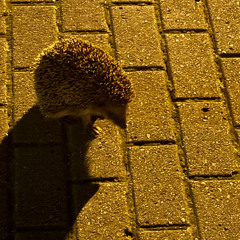 and if i weren't so scared i'd lie