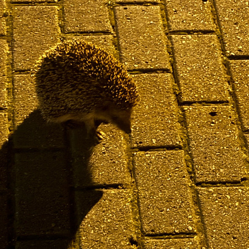 and if i weren't so scared i'd lie