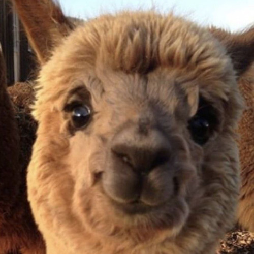 its just a cigarette speed up 1,2x