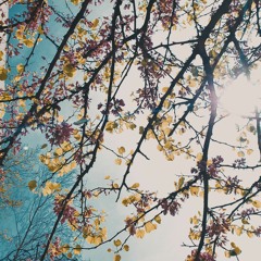 Birdy - The District Sleeps Alone Tonight (Instrumental)