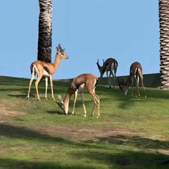 🦌انا مشتاق بكلم حبيبي - اصيل