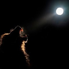 Roar in da night ~ Dønzo x Engineering by @moneybaglou , Beat by RC beats x Elaye