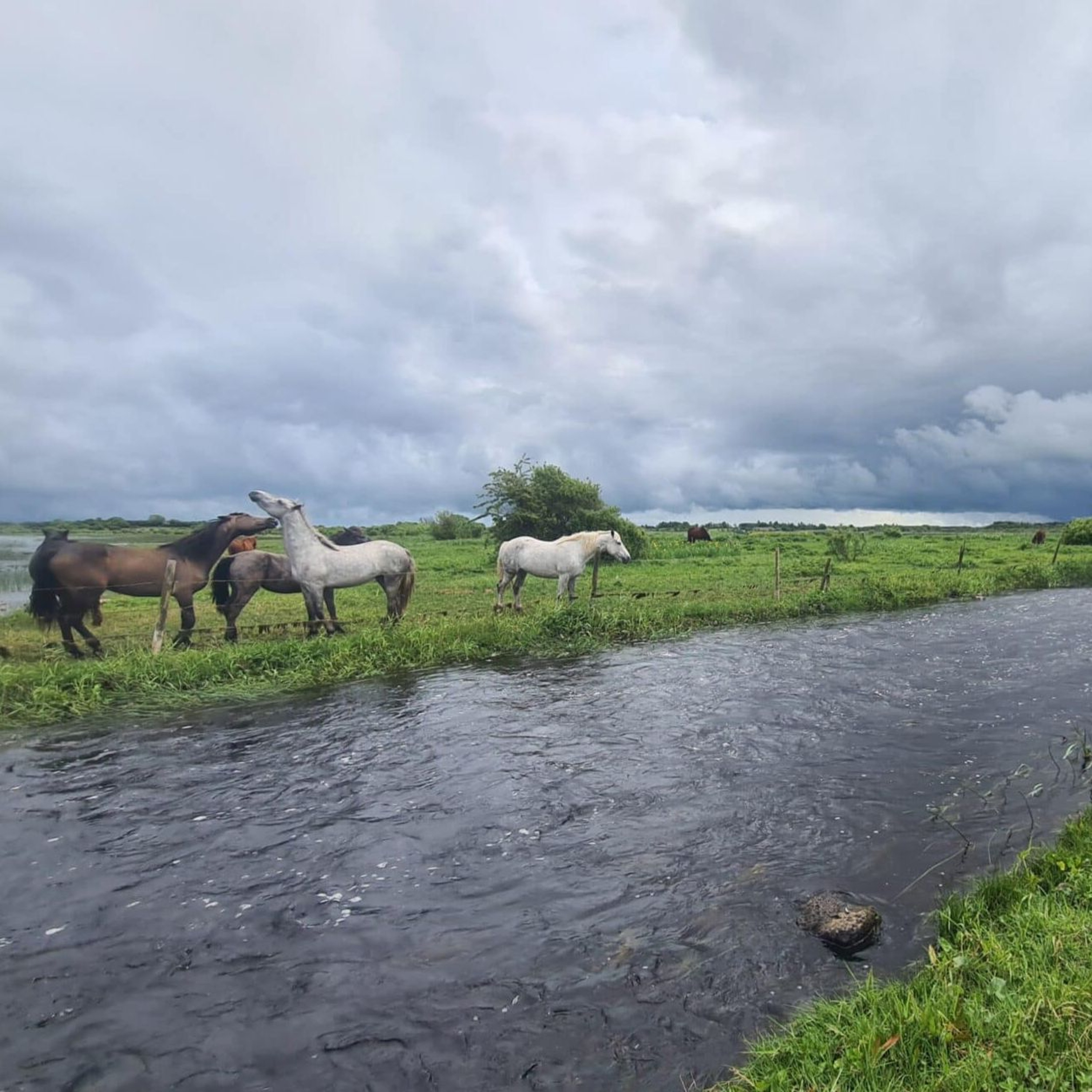 Peche en irlande