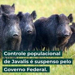 Controle populacional de Javalis é suspenso pelo Governo Federal