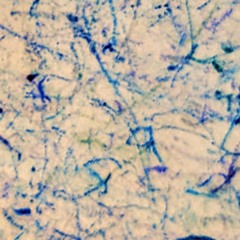 Computer Land