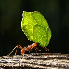 Leafcutter
