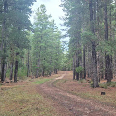 pine forest - Part III
