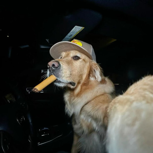 This is NOT a comeback.