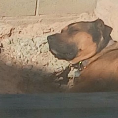 sighh, I love dogs ft:picture of my dawg sleeping, uhghh I wanna pat her bellay