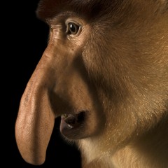 Ikke Hüftgold - Lied mit gutem Text Eurovision Song Contest 2023