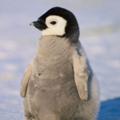 living in antarctica