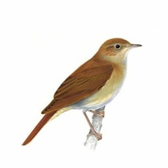 Nightingale 16May2020 Cow Pastures