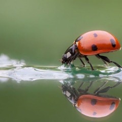 DrogerOchFrågor2025