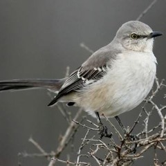 Northern Mockingbird