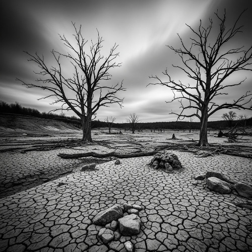 Desolación (no siempre el que calla otorga)