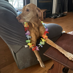 Hide and Seek Massacre Theme Song ft. Anna Grace