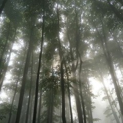 Preyer in the Beskid forest