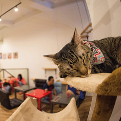 Cat Café