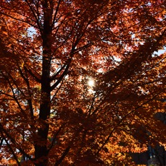 IV. The leaves would gossip every day