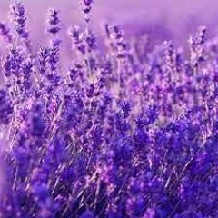Lavender Haze (Cover) No Music