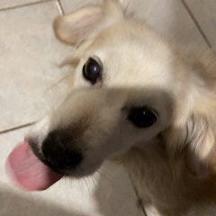 Crashamari Inkantabugs - REMASTER