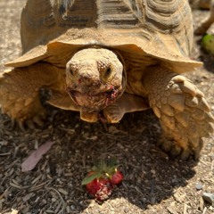 Never been shot down