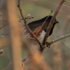 Towhees and Hermit Thrushes Sing in the Pine Barrens