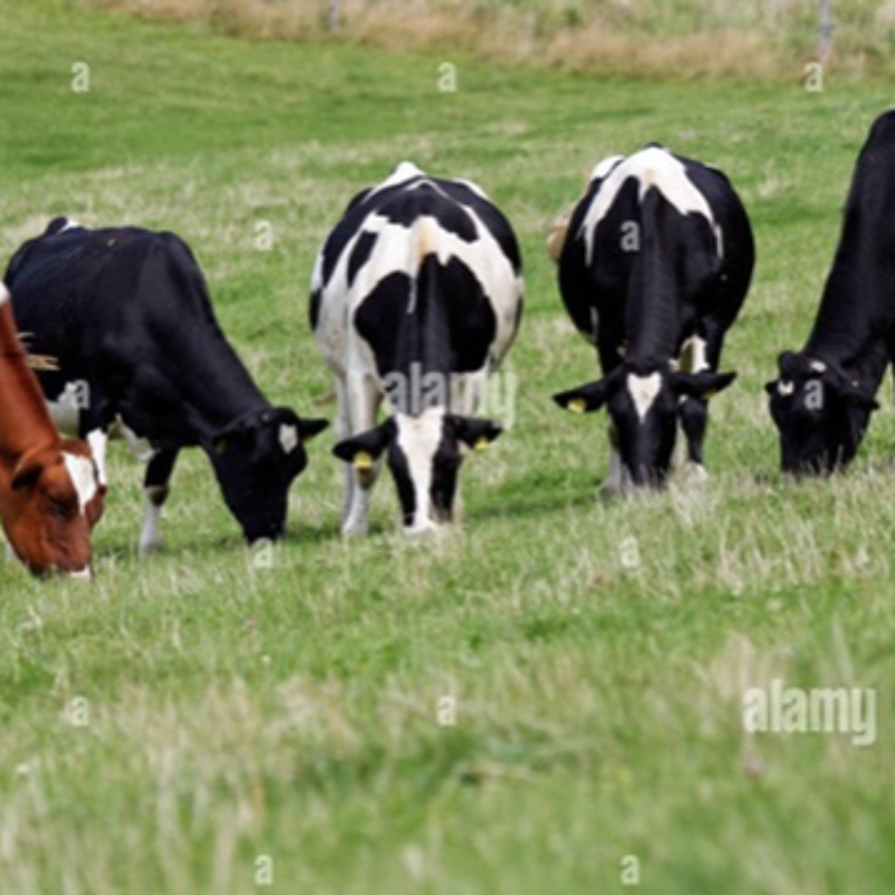Five cows at a dairy farm part two episode artwork