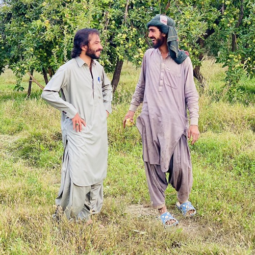 محمد علی شوقی   ننگ پر پشتو وکی