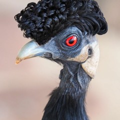 Intro to musical styles: Lesson 1