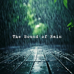 ザーと降る雨と地面の跳ね返り音