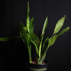 Blinding Lights ft Edrie Ortega