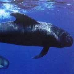 Méditation avec les baleines !