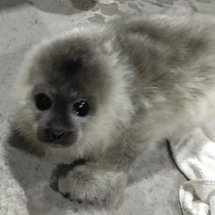 ハンマーを電波ソングにしてみた !