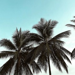 Summer Breeze FREE DL