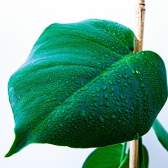 The Sun We Trust, live version