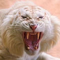 Lil Baby - Frozen One