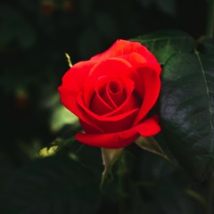 Roses And Thorns Feat( Exotic )