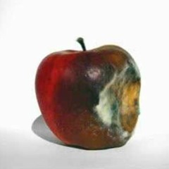 The Rot (demo) - The Dutch Kills